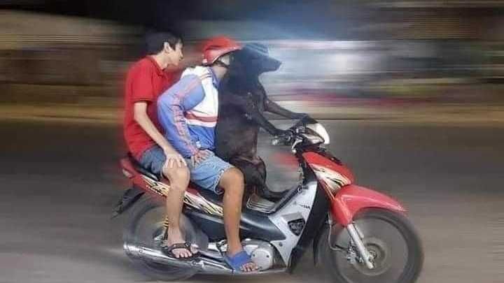 Upgrade Motor: Gaya Kustom vs. Performa Maksimal